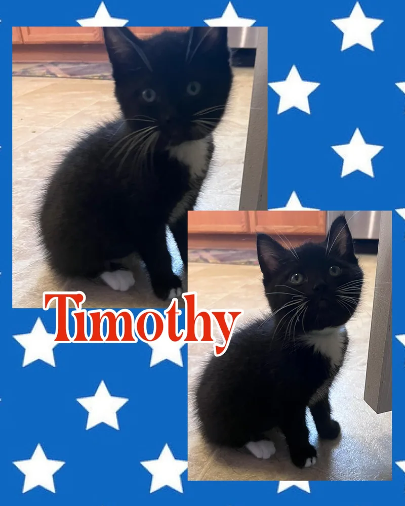 Timothy thumbnail 3