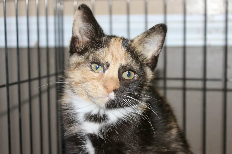 A baby medium-sized female Calico Domestic Short Hair cat named Jojo for adoption in Brazil, IN