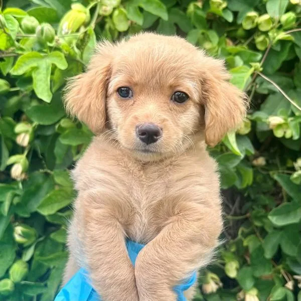 A baby small-sized male Miniature Poodle dog named Froyo for adoption in Walnut Creek, CA