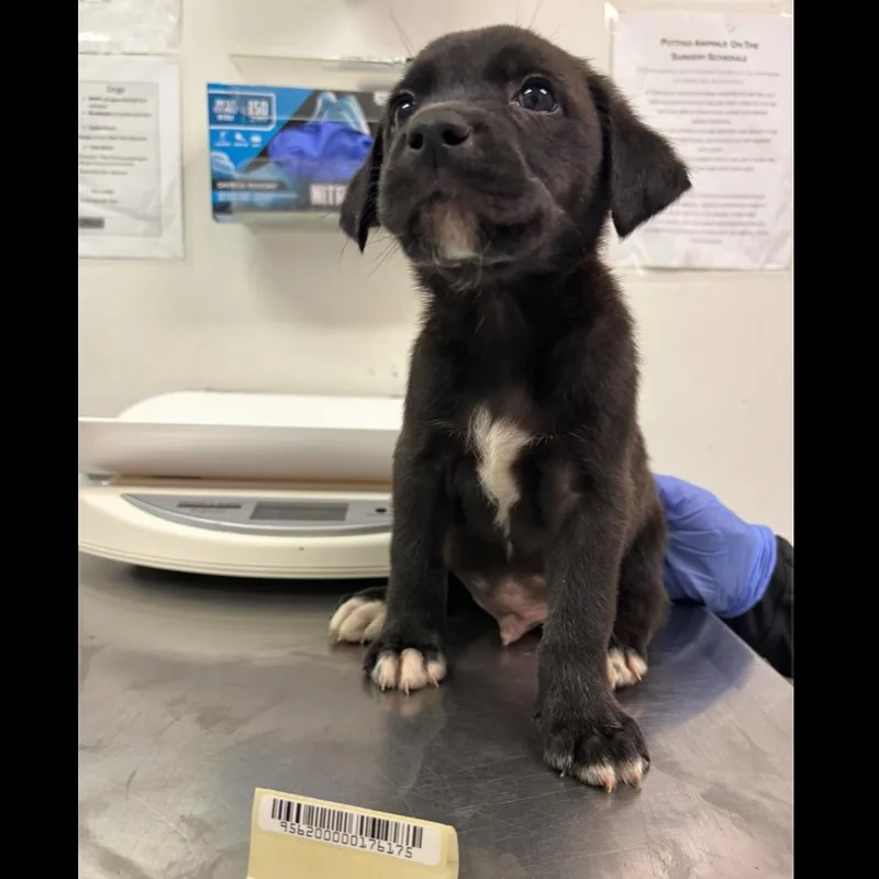 A baby small-sized male Black Mixed Breed dog named Nugget for adoption in Springboro, OH