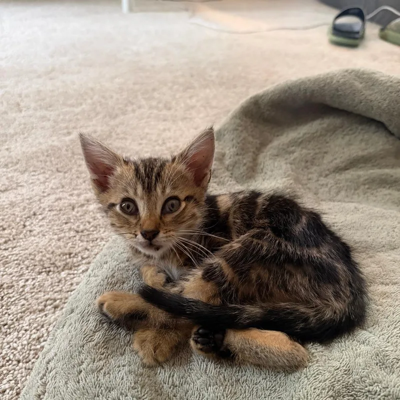 A baby small-sized female Calico Domestic Short Hair cat named Mazel for adoption in Greensboro, NC