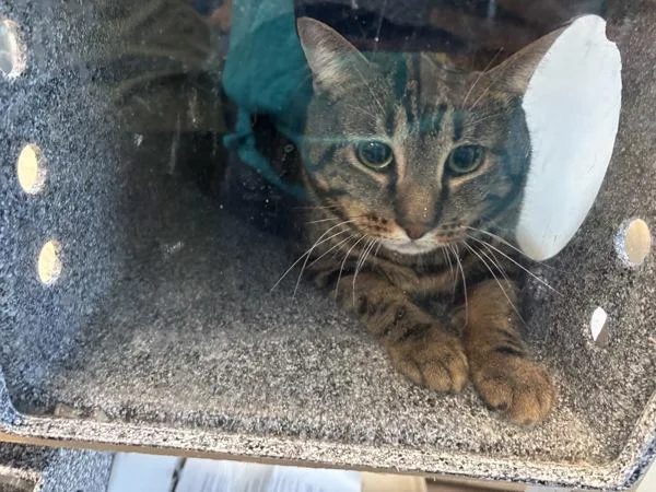 An adult medium-sized male Domestic Short Hair cat named Udon for adoption in New York, NY