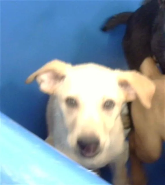 A baby medium-sized male Mixed Breed dog named Smoker for adoption in Dallas, TX