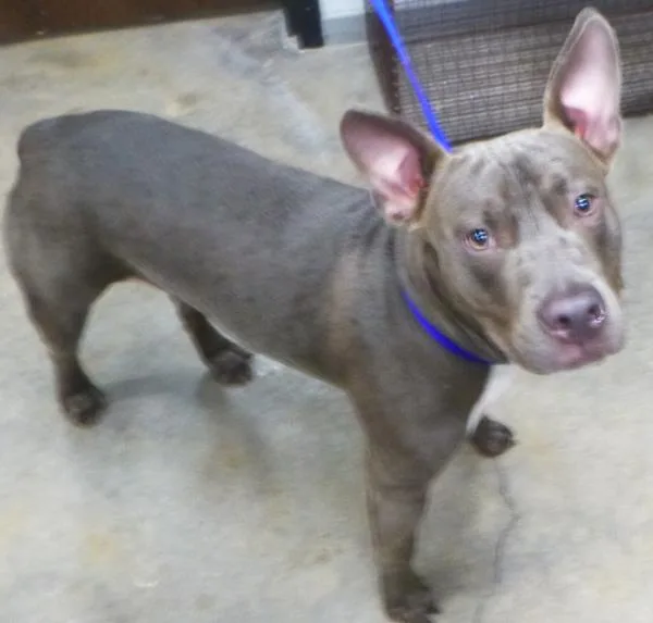 An adult medium-sized male Pit Bull Terrier dog named River for adoption in Lafayette, LA