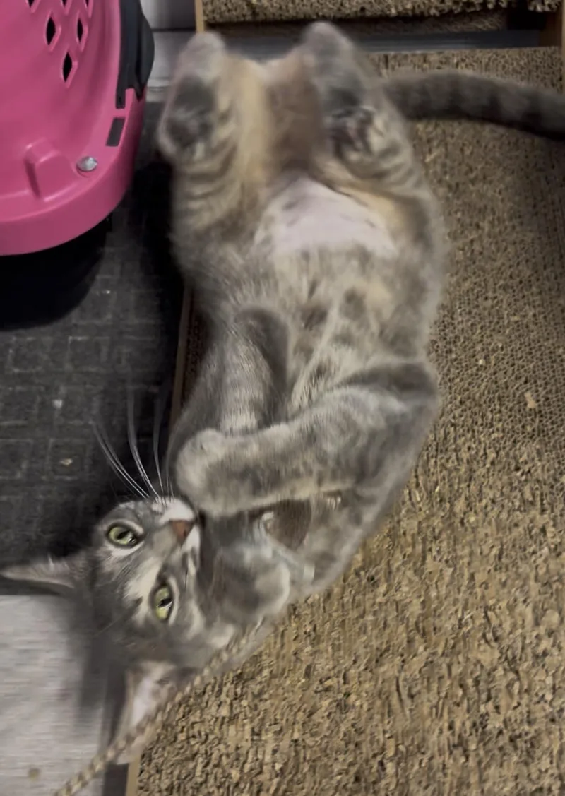 A baby medium-sized female Dilute Calico Torbie cat named Aurora for adoption in Wimauma, FL