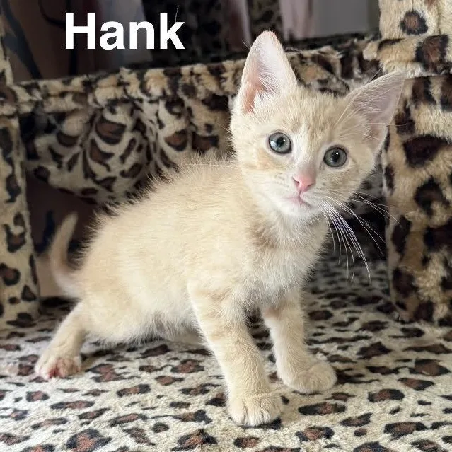 A baby small-sized male Buff & White Domestic Short Hair cat named The Breaking Bad Litter for adoption in Morrison, CO