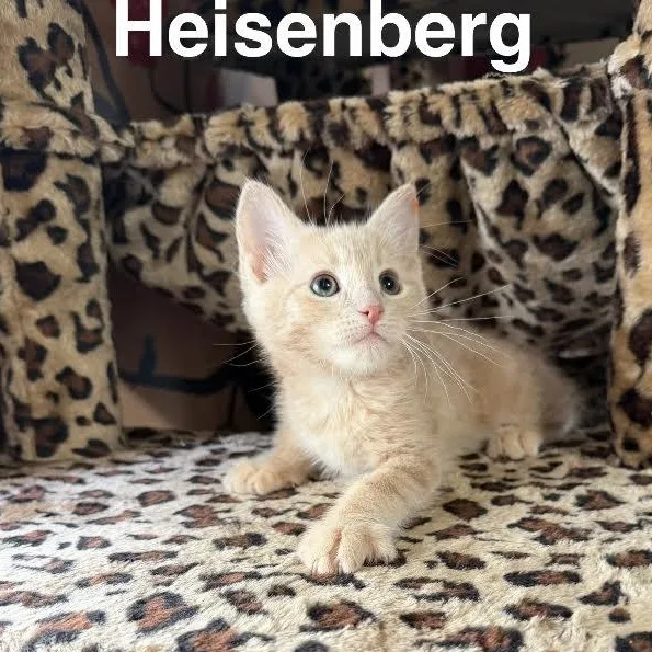 The Breaking Bad Litter thumbnail 3
