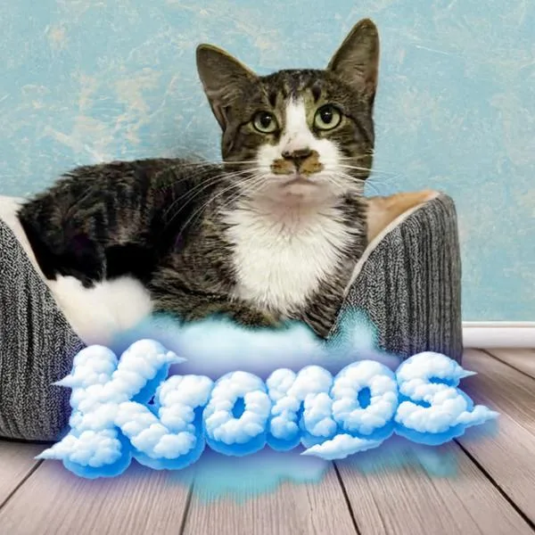 An adult large-sized male Domestic Short Hair cat named Kronos for adoption in Great Falls, MT