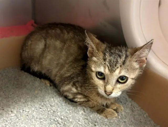 A baby small-sized female Domestic Short Hair cat named Tiny Tot for adoption in Fort Wayne, IN