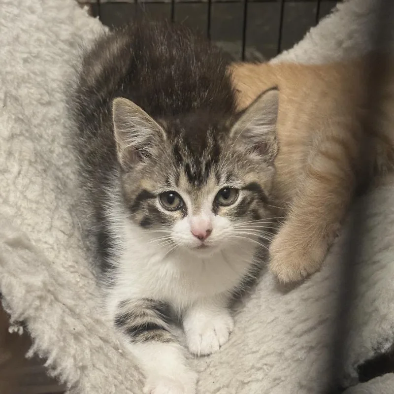 A baby small-sized female Brown / Chocolate Domestic Short Hair cat named Xena for adoption in Lancaster, OH