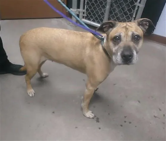 An adult large-sized female Labrador Retriever dog named Nana for adoption in Phoenix, AZ