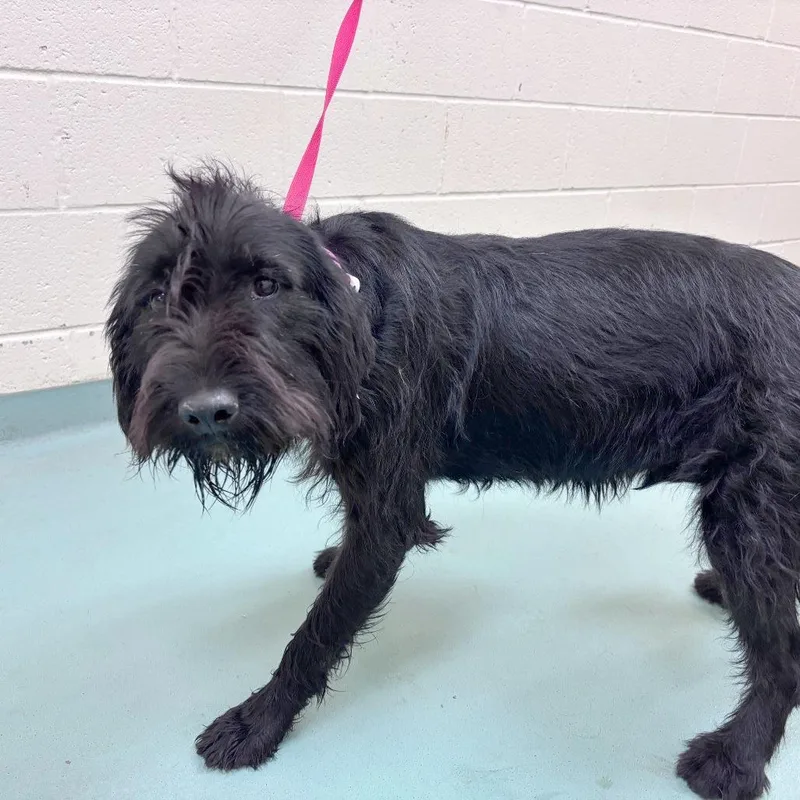 An adult medium-sized female Black Mixed Breed dog named Azalea for adoption in Memphis, TN