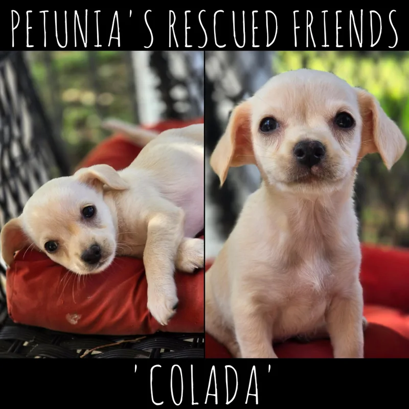 A baby small-sized female Chihuahua dog named Colada for adoption in Castroville, TX