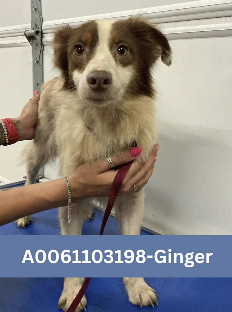 An adult medium-sized female Australian Shepherd dog named Ginger Smith for adoption in Arlington, TX