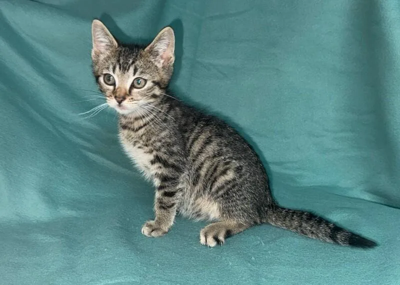 A young medium-sized male Tabby (Brown / Chocolate) Domestic Short Hair cat named Screech for adoption in North Babylon, NY