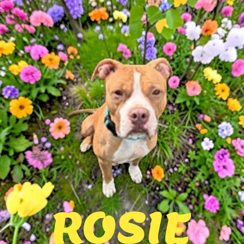 An adult medium-sized female American Staffordshire Terrier dog named Rosie for adoption in Brockton, MA
