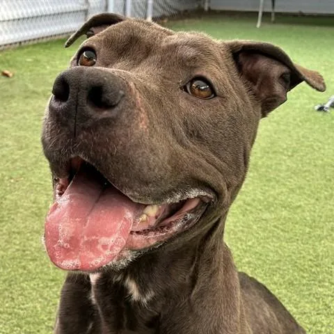 An adult medium-sized female Gray / Blue / Silver Pit Bull Terrier dog named Nyle for adoption in Ojai, CA