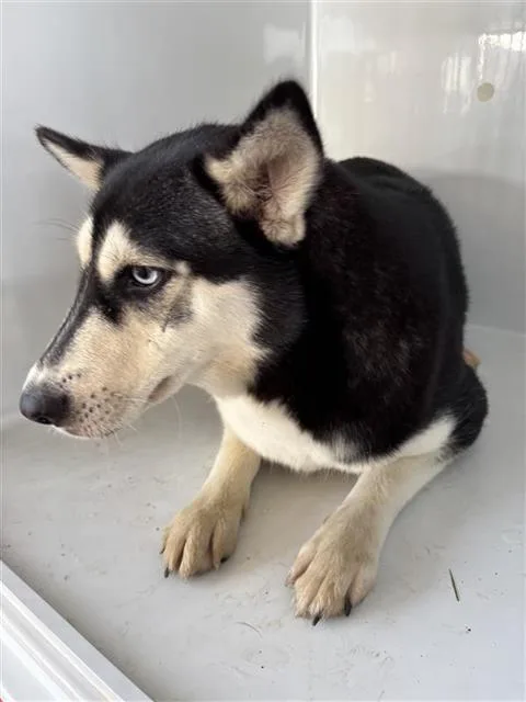 An adult large-sized female Siberian Husky dog named A for adoption in Houston, TX