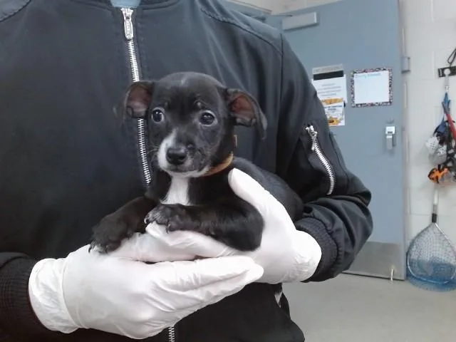A baby small-sized male Chihuahua dog named Onyx for adoption in Salinas, CA