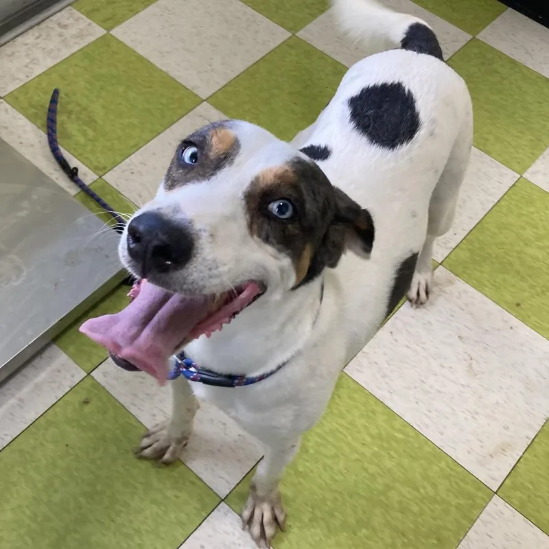 An adult medium-sized male Mixed Breed dog named Lucky for adoption in Volcano, HI