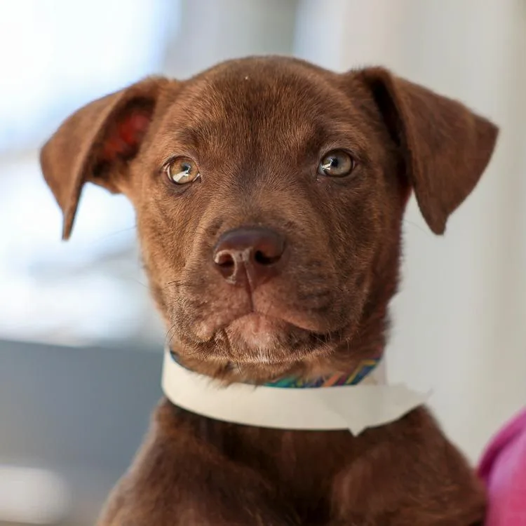 A baby medium-sized male Brown / Chocolate Mixed Breed dog named Butter for adoption in Bradenton, FL