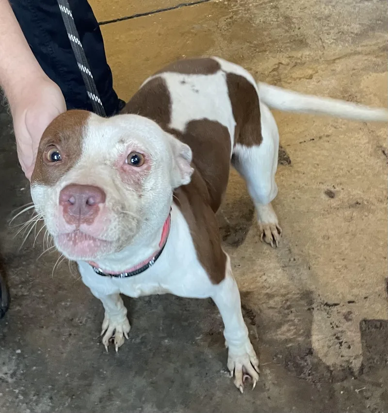 An adult medium-sized female White / Cream Pit Bull Terrier dog named Pinky HOLD for adoption in Canton, OH