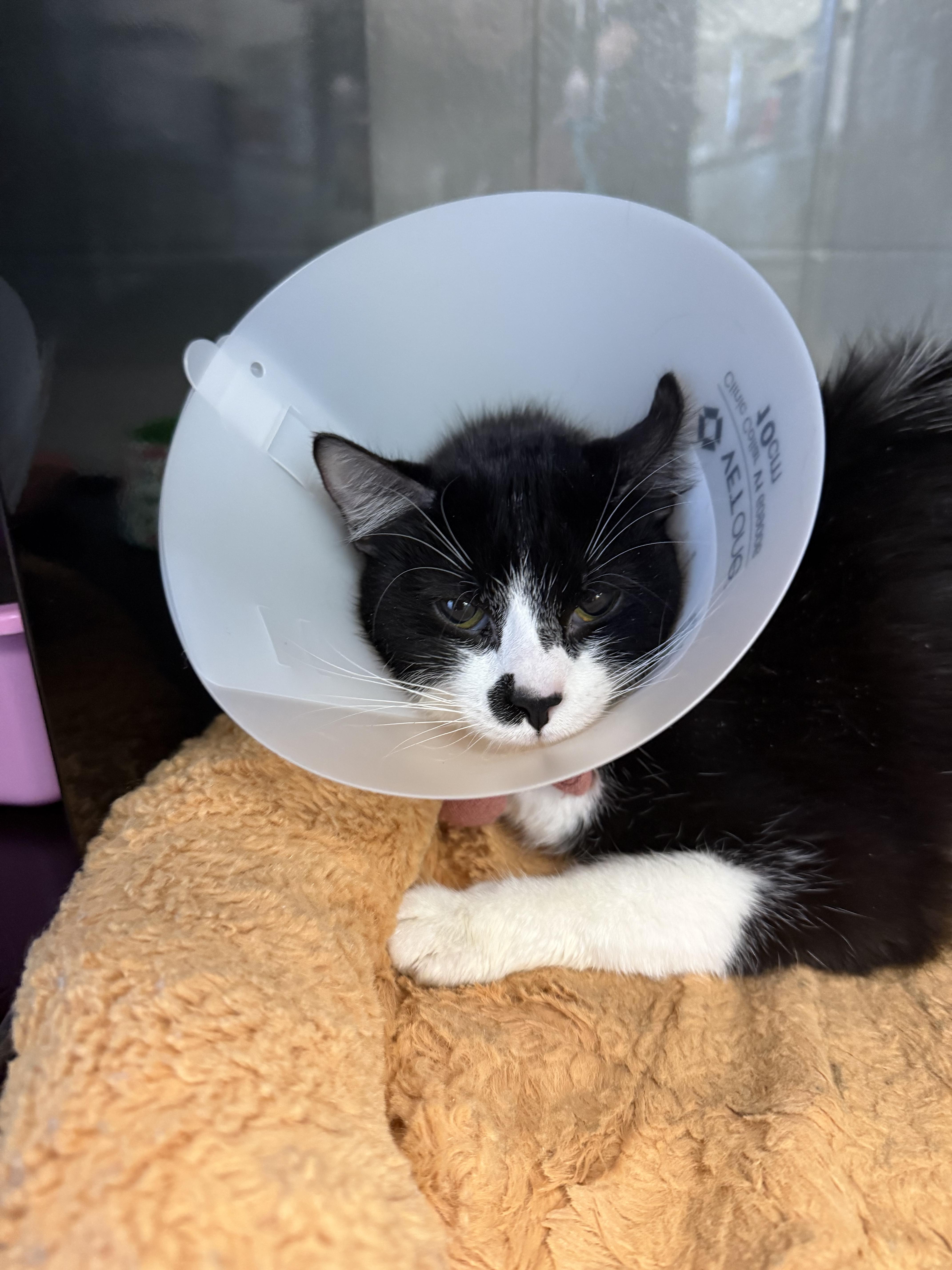 An adult small-sized female Domestic Short Hair cat named Lady Love for adoption in Kearney, NE