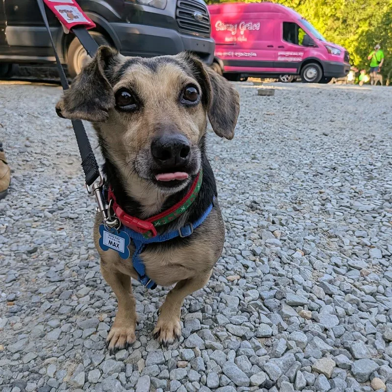 A senior medium-sized male Black Hound dog named Max for adoption in Wake Forest, NC