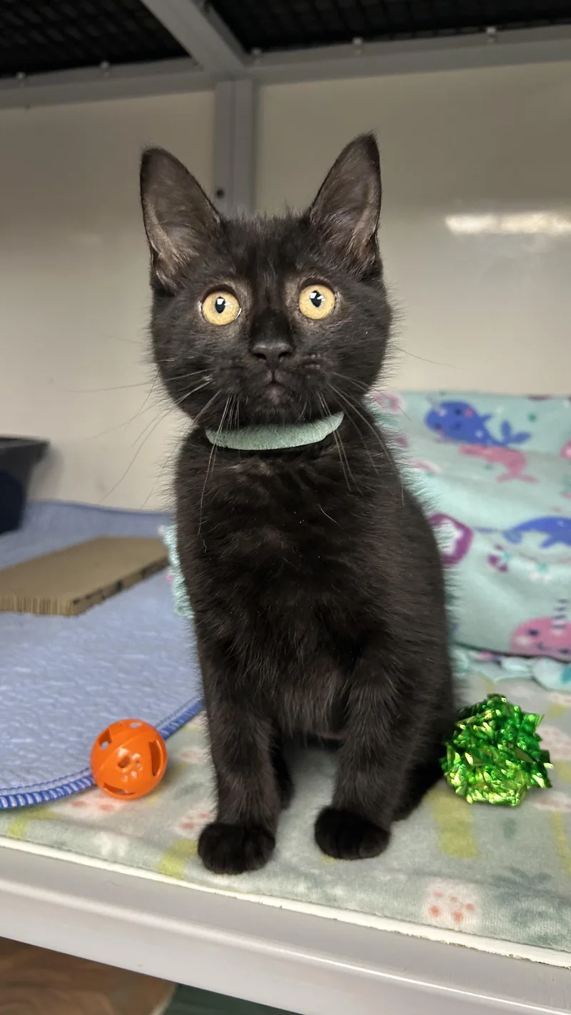 A baby small-sized female Black Domestic Short Hair cat named Sabrina for adoption in White Oak, PA