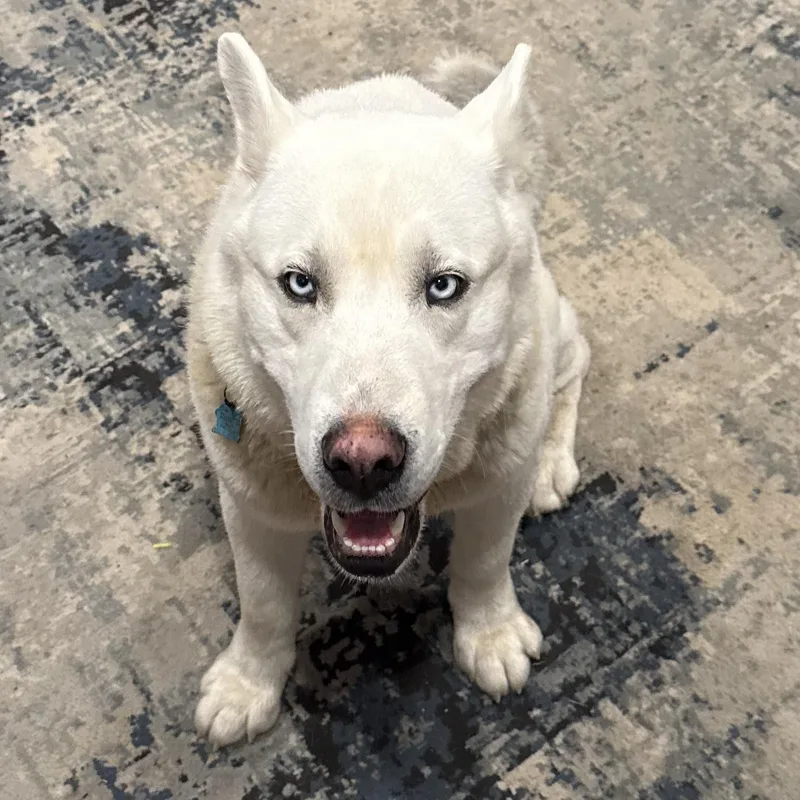 A baby medium-sized male White / Cream Siberian Husky dog named Oso for adoption in Richmond, VA