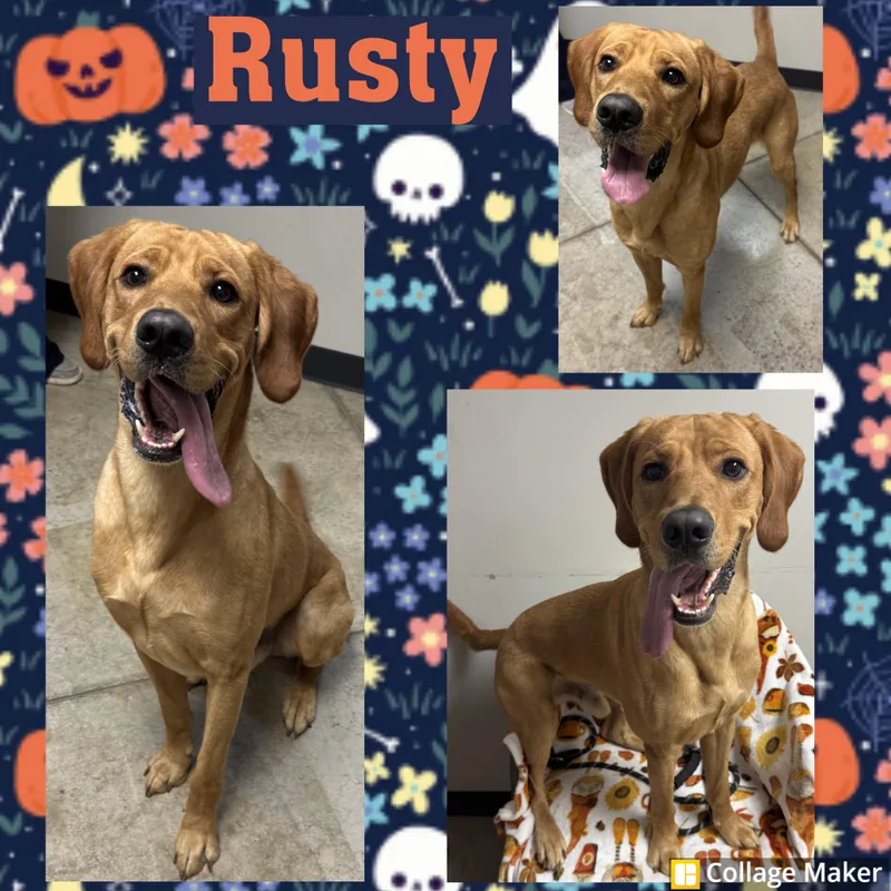 An adult medium-sized male Red / Chestnut / Orange Retriever dog named Rusty for adoption in Clearfield, PA