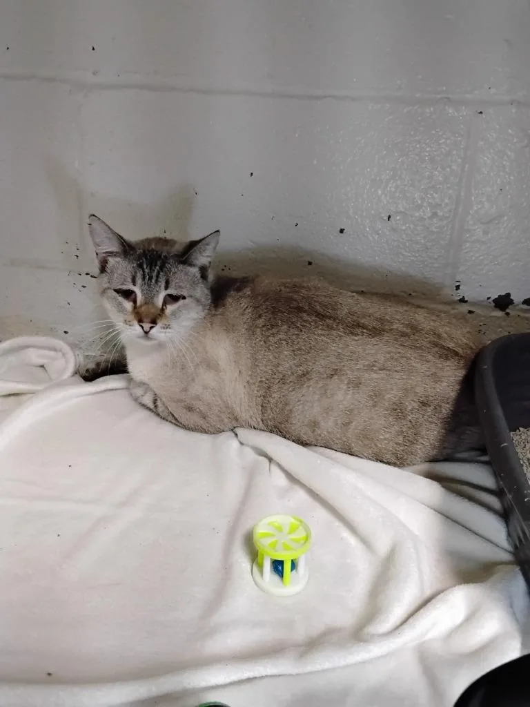 An adult medium-sized male Siamese cat named Johnith for adoption in Ada, OK