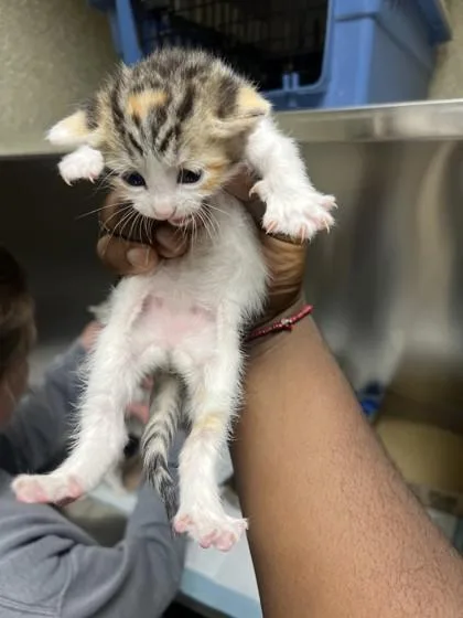 A baby small-sized female Domestic Short Hair cat named Mashed Potato for adoption in Memphis, TN