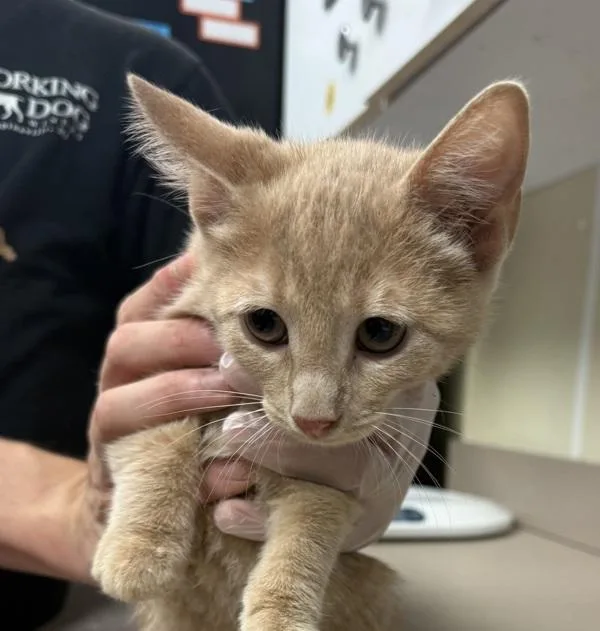 A baby small-sized female Domestic Short Hair cat named Dawn for adoption in Salisbury, MD