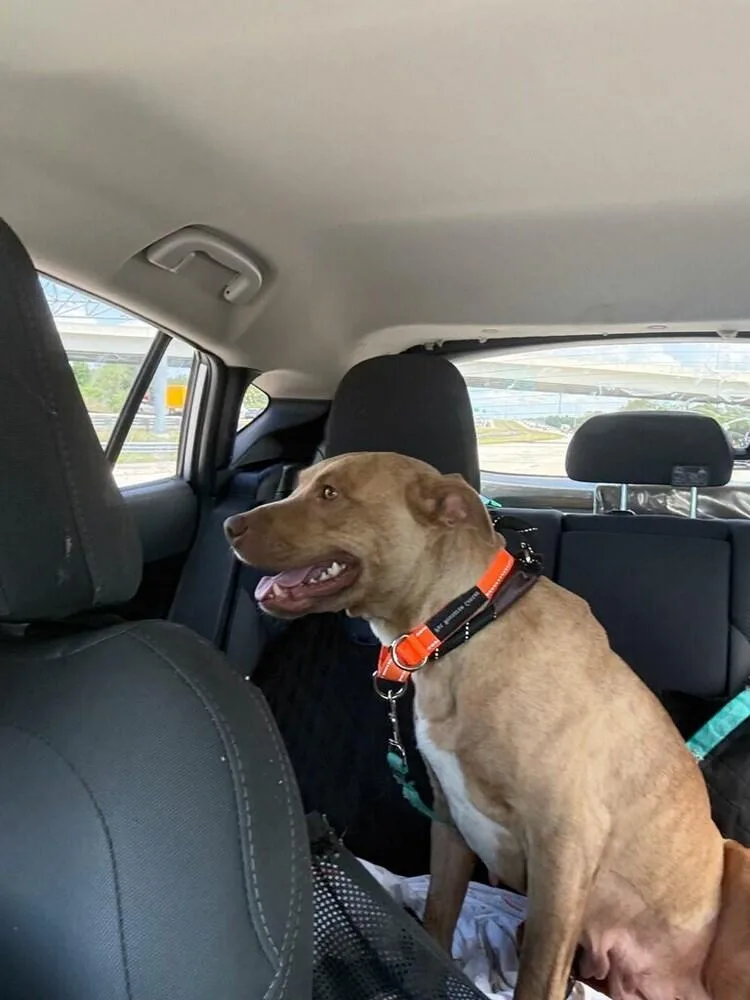 An adult medium-sized female Brown / Chocolate American Bulldog dog named Jupiter for adoption in Lakeland, FL