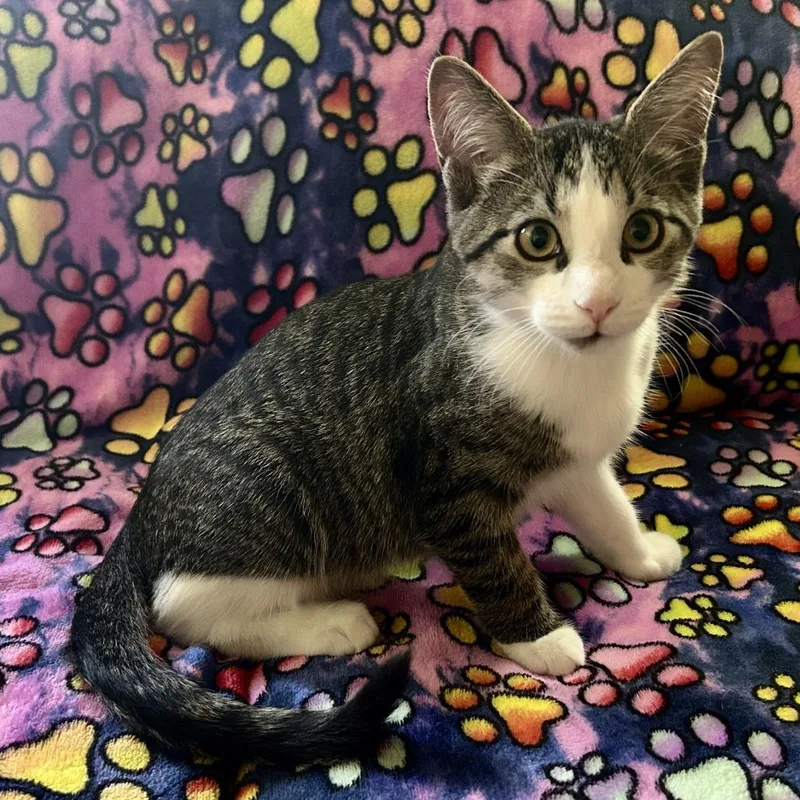 A baby small-sized male Brown / Chocolate Domestic Short Hair cat named Perrin for adoption in Plainfield, IL