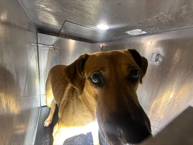 A young medium-sized male American Staffordshire Terrier dog named Levi for adoption in San Antonio, TX