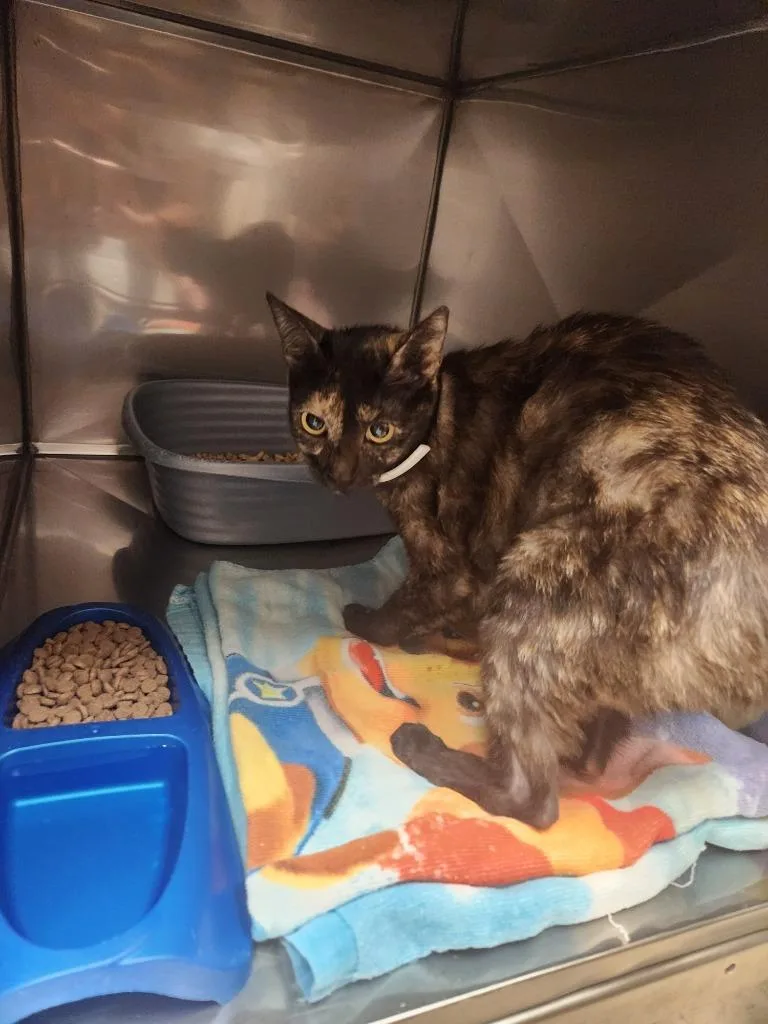A young medium-sized female Domestic Short Hair cat named Hazel for adoption in Mocksville, NC