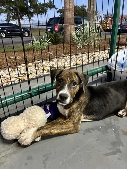 A baby medium-sized male Black Mixed Breed dog named Pringles for adoption in Georgetown, SC
