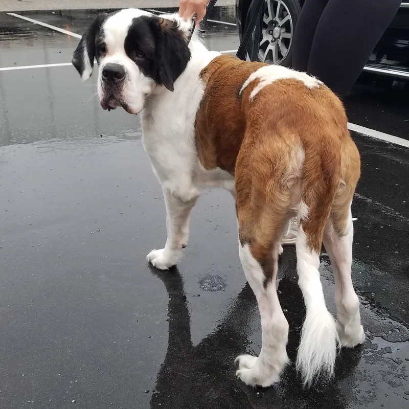 A young extra large-sized female Saint Bernard dog named Maggie for adoption in Wilmington, NC