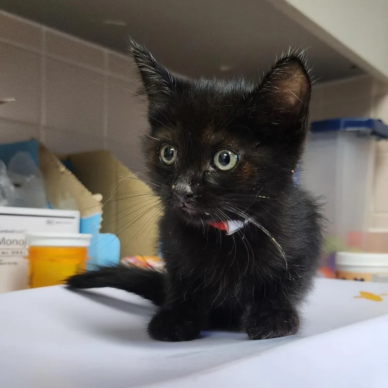 A baby small-sized male Black Domestic Short Hair cat named Cade for adoption in Dixon, IL