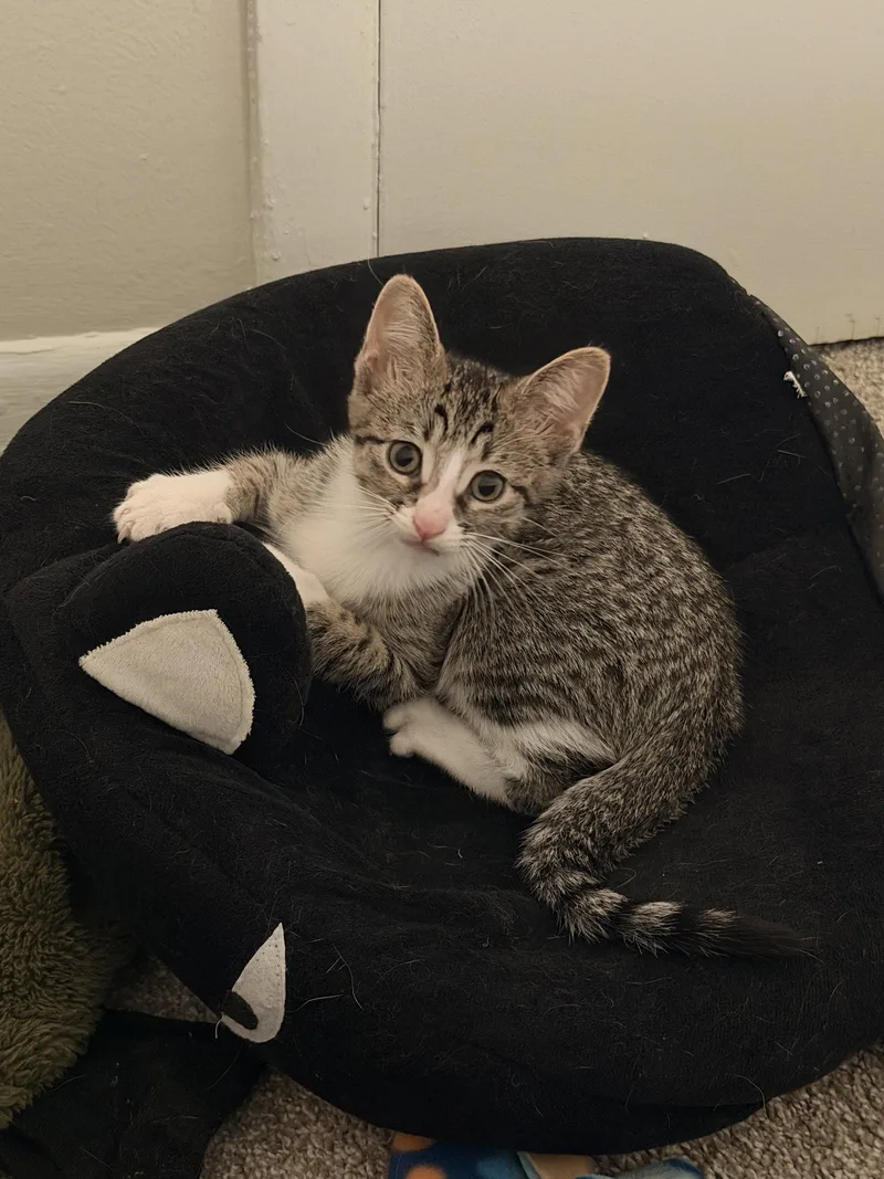 A baby medium-sized female Domestic Short Hair cat named Ziti for adoption in Wheaton, IL