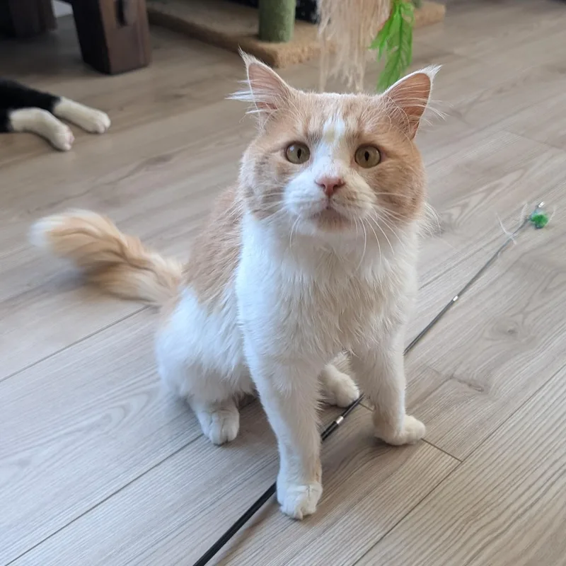 An adult medium-sized male Domestic Medium Hair cat named Tank for adoption in Los Altos Hills, CA