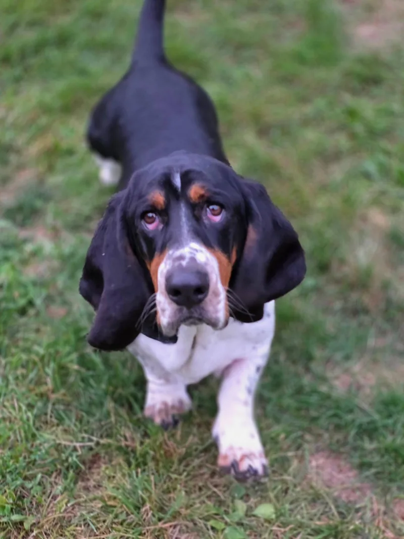 An adult medium-sized male Basset Hound dog named Boomer for adoption in Brookville, OH