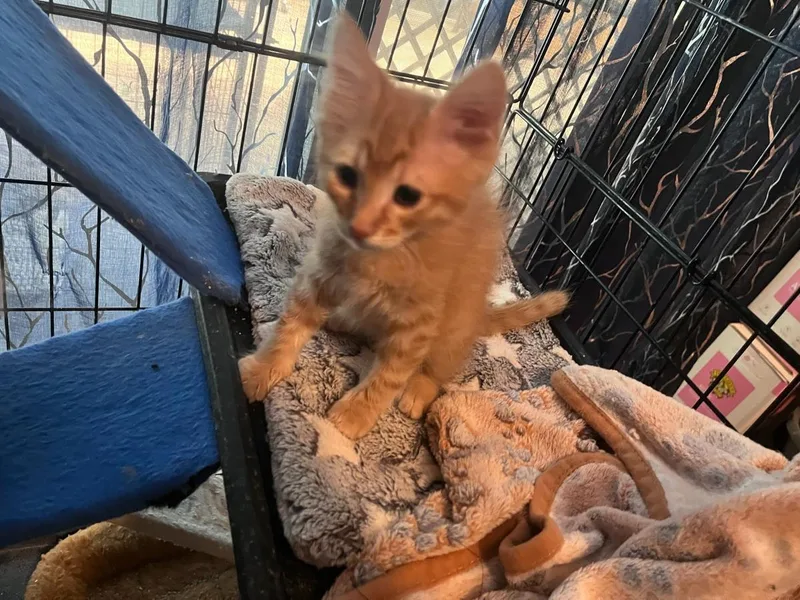A baby medium-sized male Domestic Short Hair cat named Dillinger for adoption in Lincoln, CA