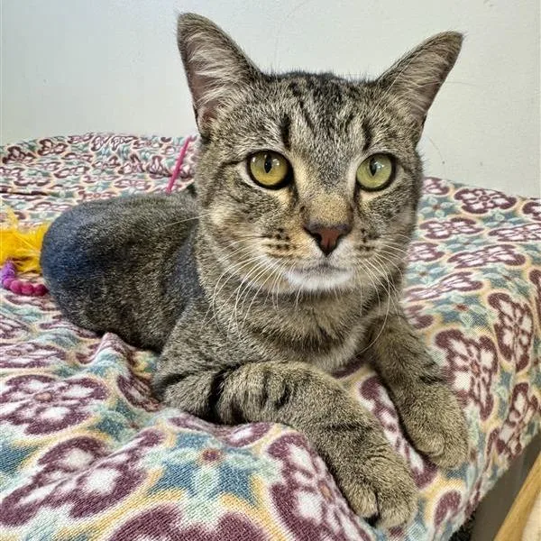 An adult medium-sized male Brown / Chocolate Domestic Short Hair cat named Patroclus for adoption in Long Beach, CA