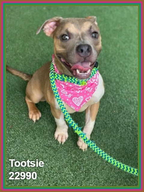 A young medium-sized female Staffordshire Bull Terrier dog named Tootsie for adoption in Marietta, GA