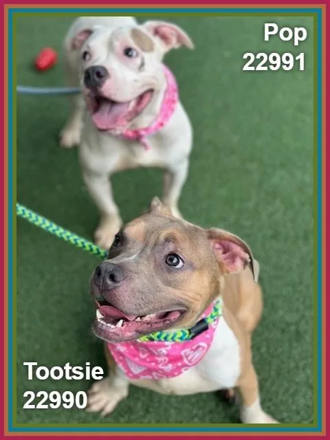 Tootsie thumbnail 2