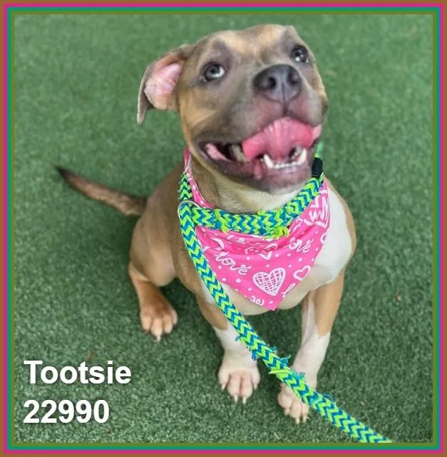 Tootsie thumbnail 3
