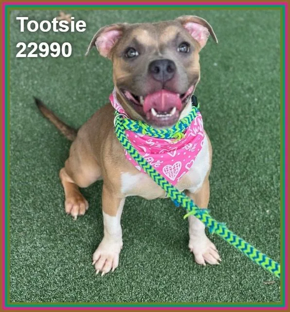 Tootsie thumbnail 5